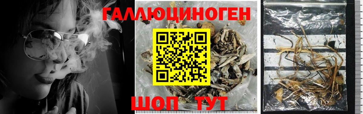 Галлюциногенные грибы Psilocybine cubensis Белгород